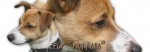 Spardose Jack Russell Terrier